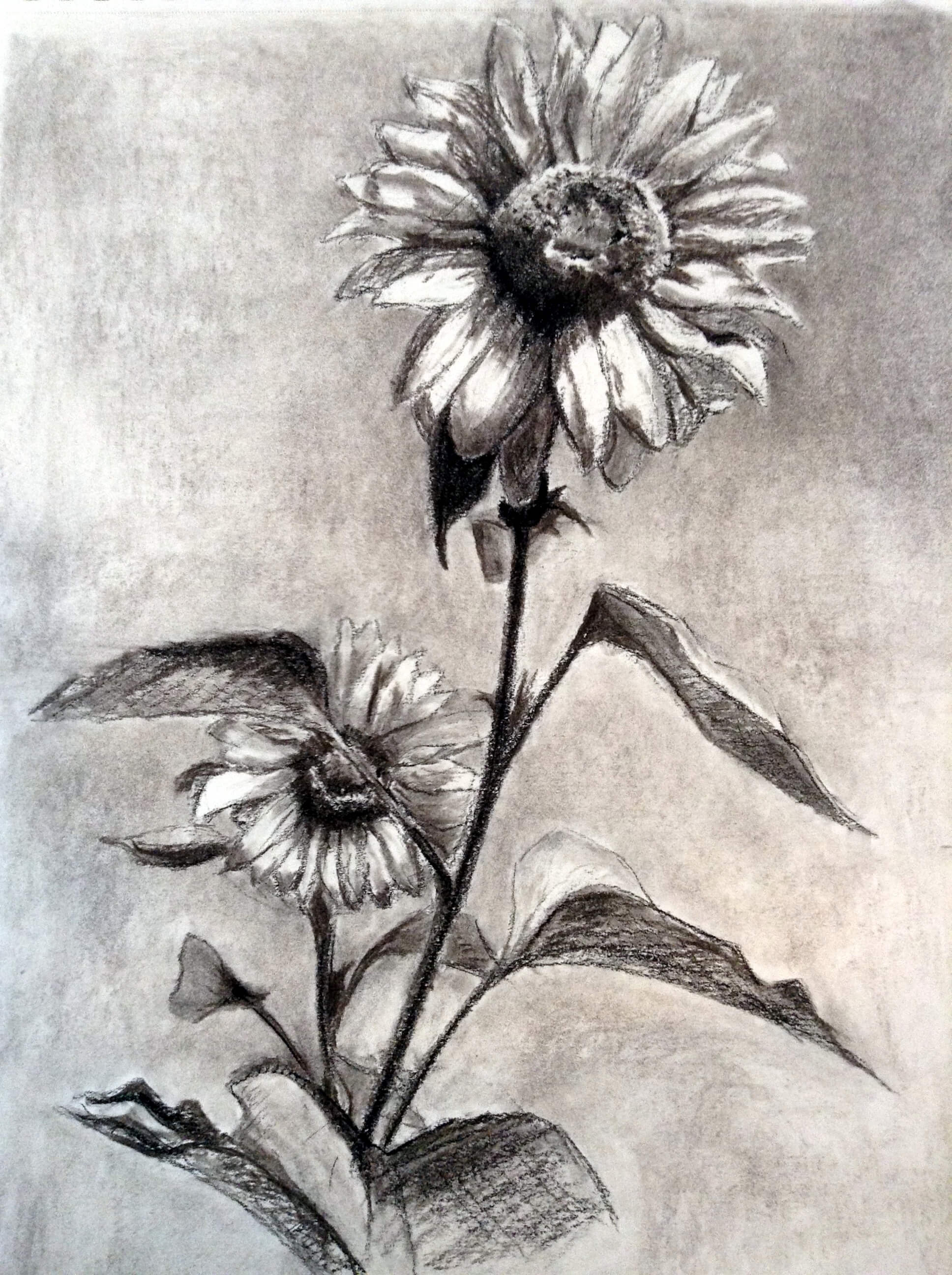 Charcoal Study 2